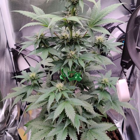 Stony growlog timeline photo