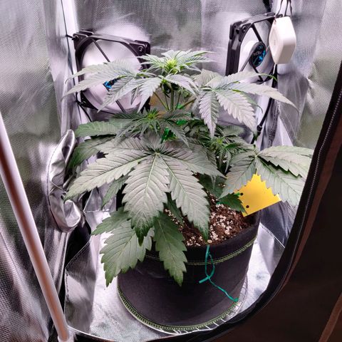 Stony growlog timeline photo