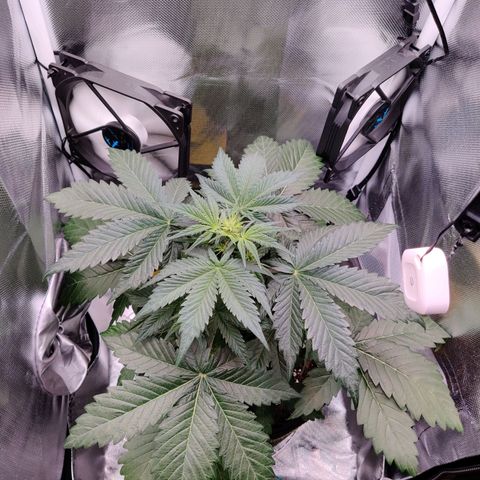 Stony growlog timeline photo