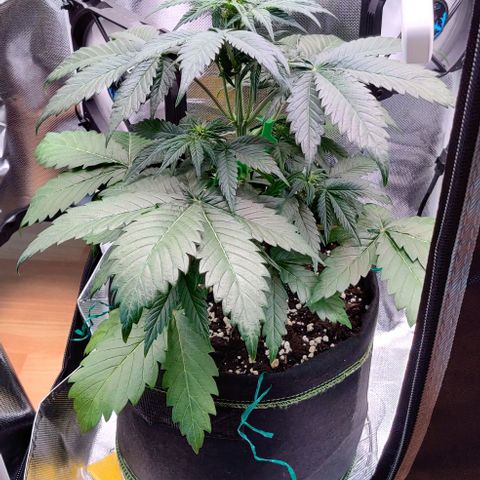 Stony growlog timeline photo