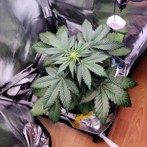 Stony growlog timeline photo