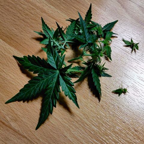 Stony growlog timeline photo