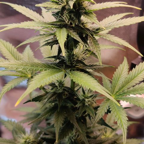 Stony growlog timeline photo