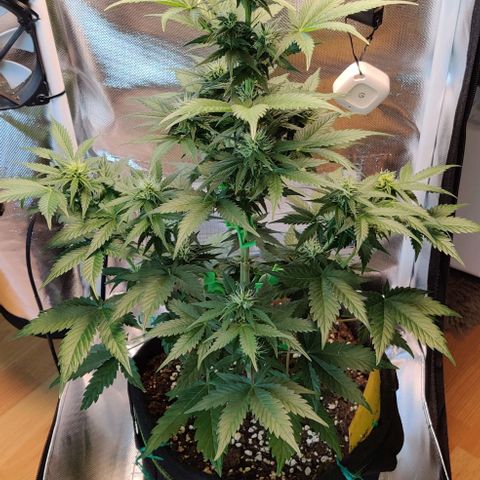 Stony growlog timeline photo