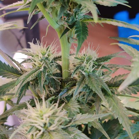 Stony growlog timeline photo