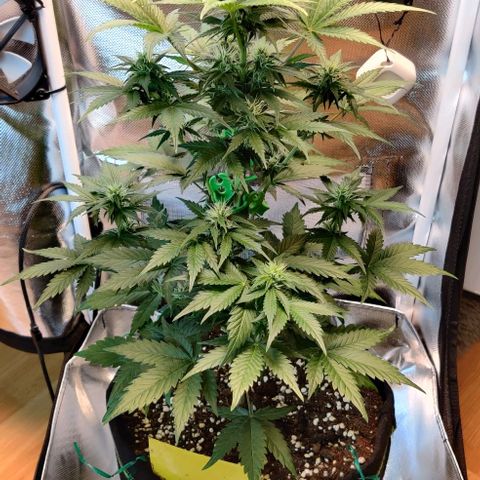 Stony growlog timeline photo