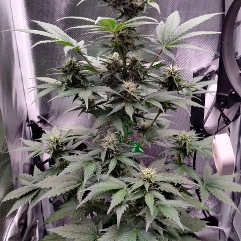 Stony growlog timeline photo