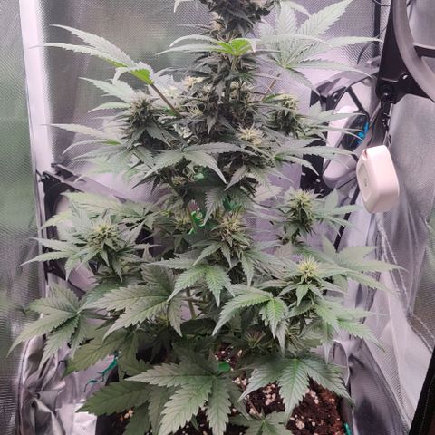 Stony growlog timeline photo