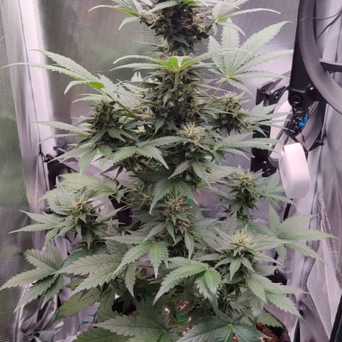 Stony growlog timeline photo