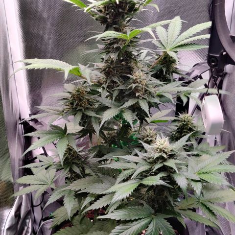 Stony growlog timeline photo