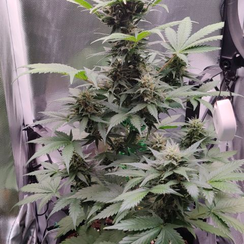 Stony growlog timeline photo