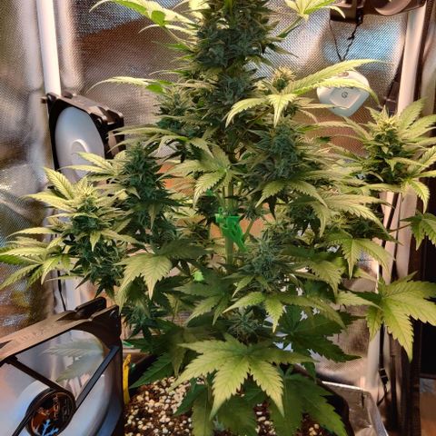 Stony growlog timeline photo