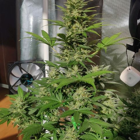 Stony growlog timeline photo