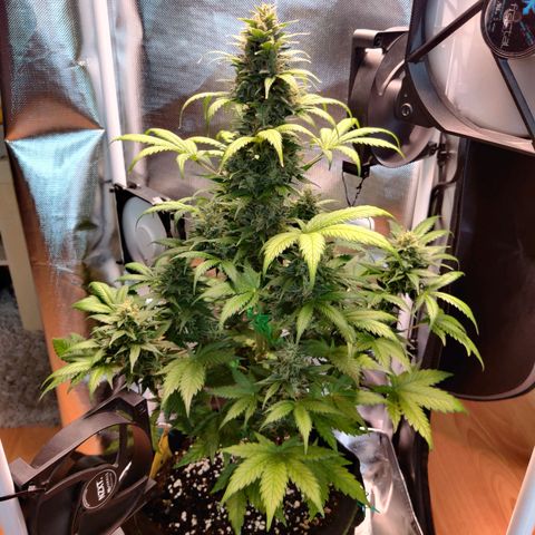 Stony growlog timeline photo