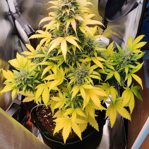 Stony growlog timeline photo