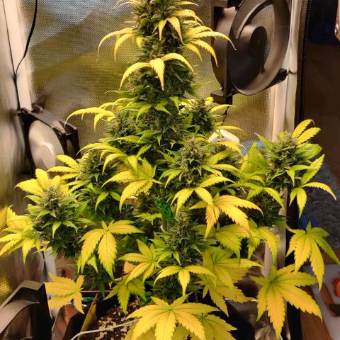 Stony growlog timeline photo