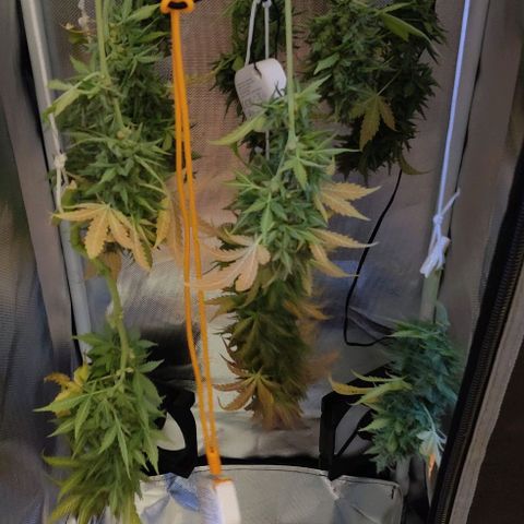 Stony growlog timeline photo