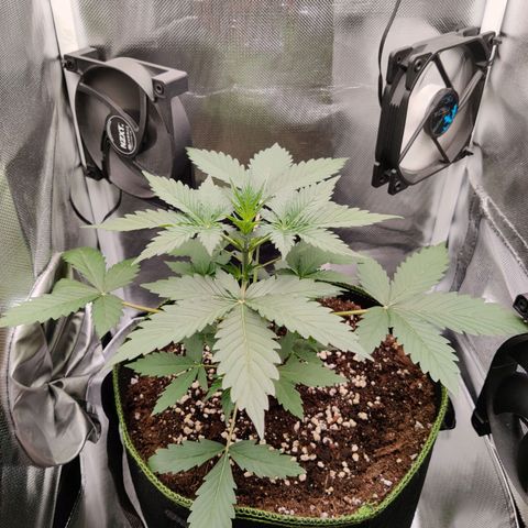 Gelato Auto growlog timeline photo