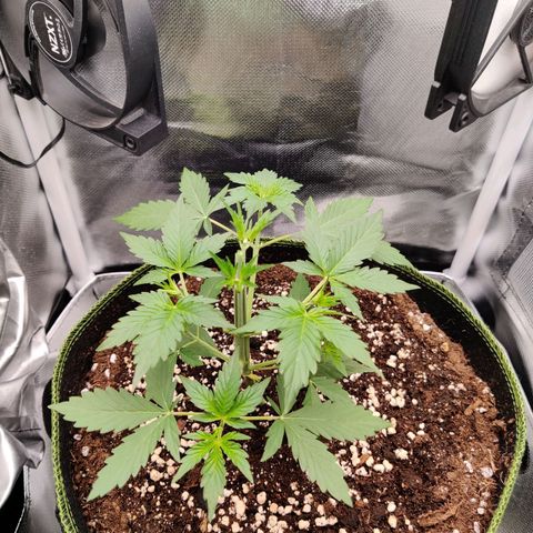Gelato Auto growlog timeline photo