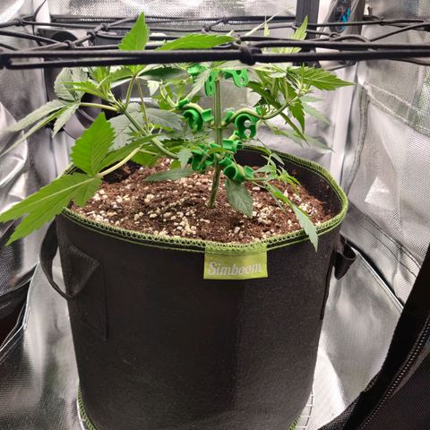 Gelato Auto growlog timeline photo