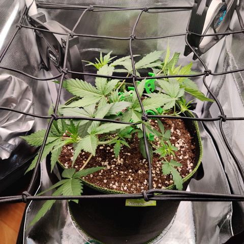 Gelato Auto growlog timeline photo