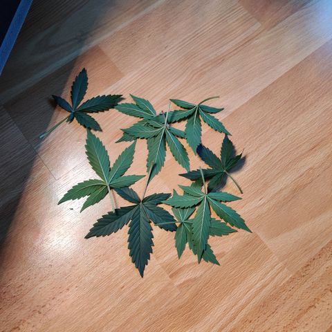 Gelato Auto growlog timeline photo