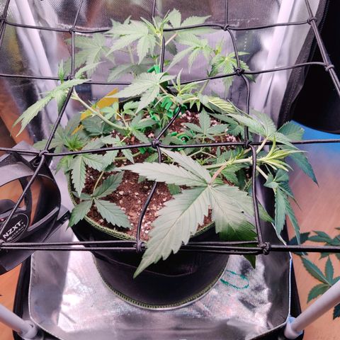 Gelato Auto growlog timeline photo