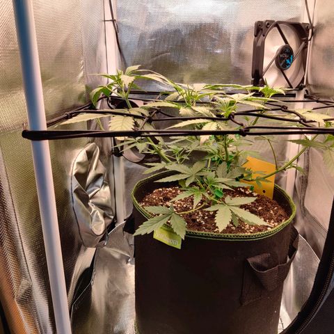 Gelato Auto growlog timeline photo