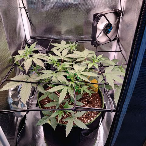 Gelato Auto growlog timeline photo