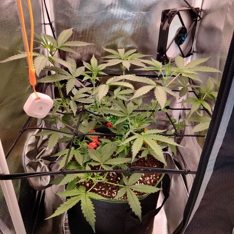 Gelato Auto growlog timeline photo