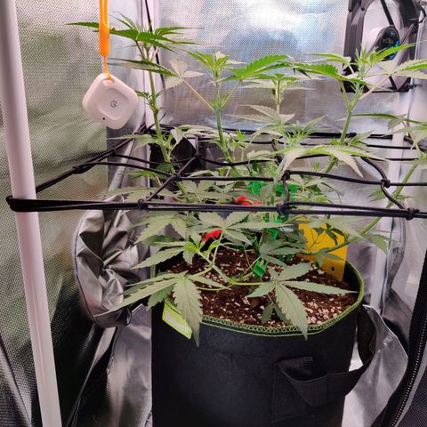 Gelato Auto growlog timeline photo