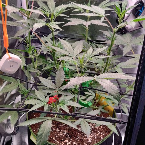 Gelato Auto growlog timeline photo