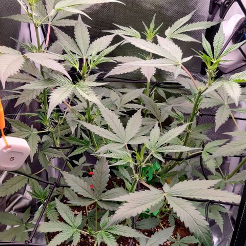 Gelato Auto growlog timeline photo