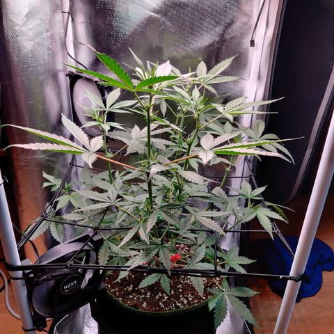 Gelato Auto growlog photo: vorm Trimmen
