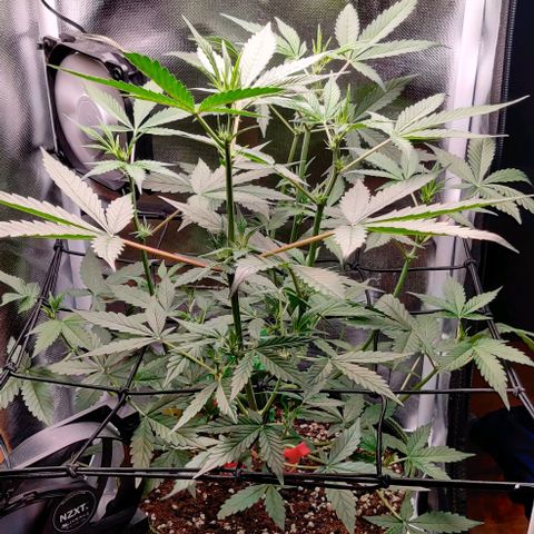 Gelato Auto growlog photo: vorm Trimmen
