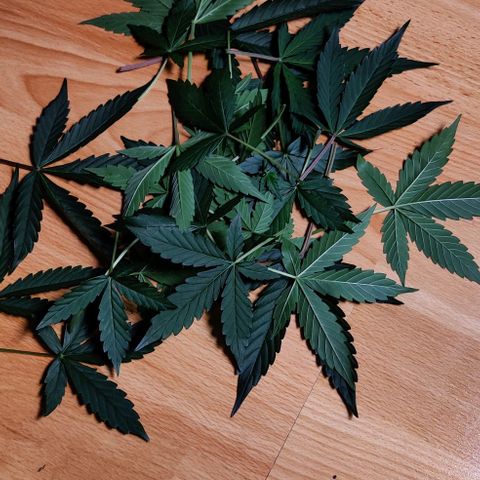 Gelato Auto growlog photo: nach dem Trimm