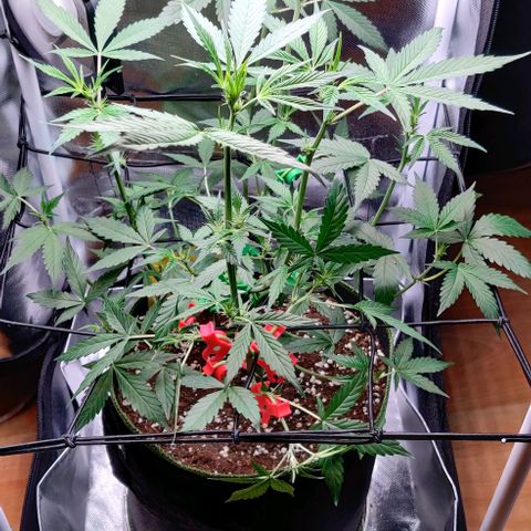 Gelato Auto growlog photo: nach dem Trimm