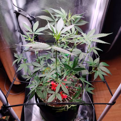 Gelato Auto growlog photo: nach dem Trimm