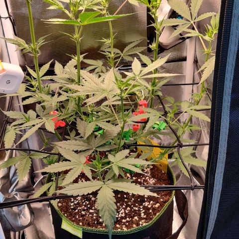 Gelato Auto growlog timeline photo