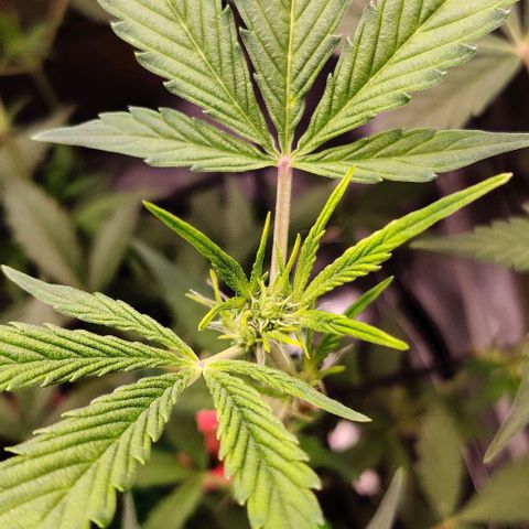Gelato Auto growlog photo: langsam Bilden sich Blüten