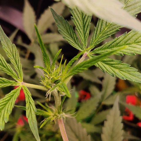 Gelato Auto growlog photo: langsam Bilden sich Blüten