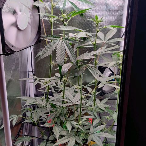 Gelato Auto growlog timeline photo
