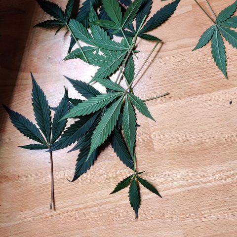 Gelato Auto growlog timeline photo