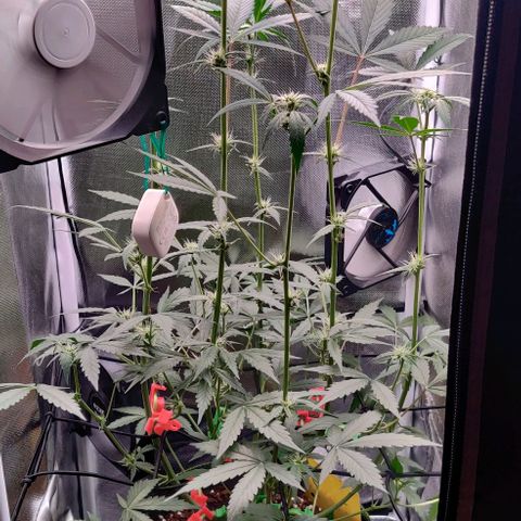 Gelato Auto growlog timeline photo