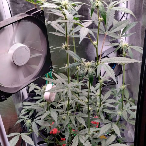 Gelato Auto growlog timeline photo