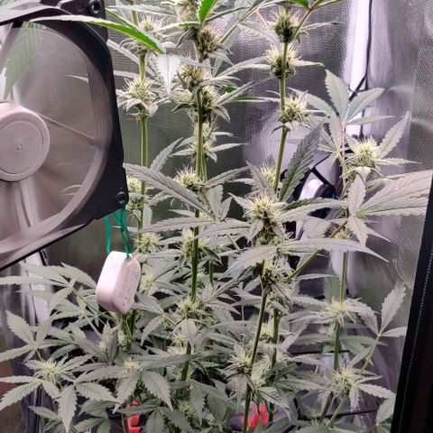 Gelato Auto growlog timeline photo