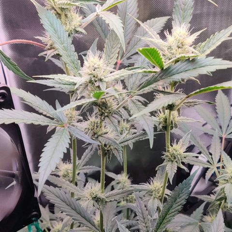 Gelato Auto growlog timeline photo