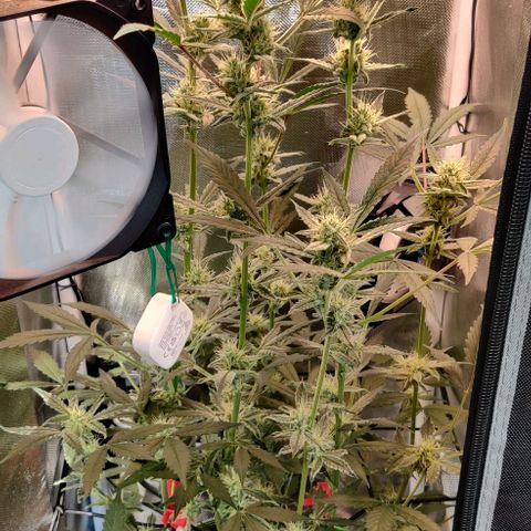 Gelato Auto growlog timeline photo