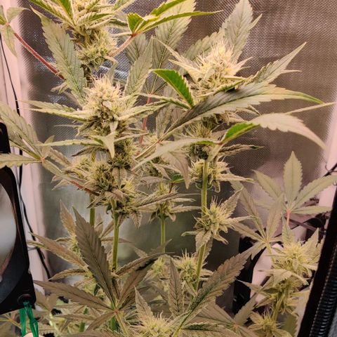 Gelato Auto growlog timeline photo