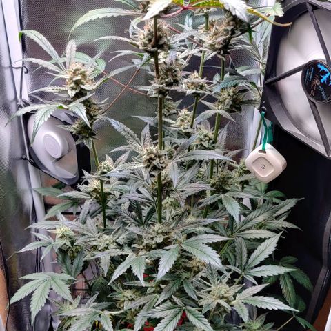 Gelato Auto growlog timeline photo